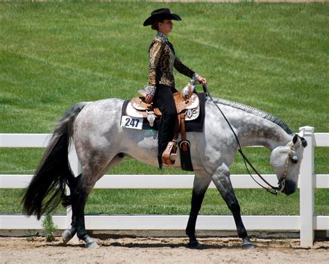 western pleasure horse loping